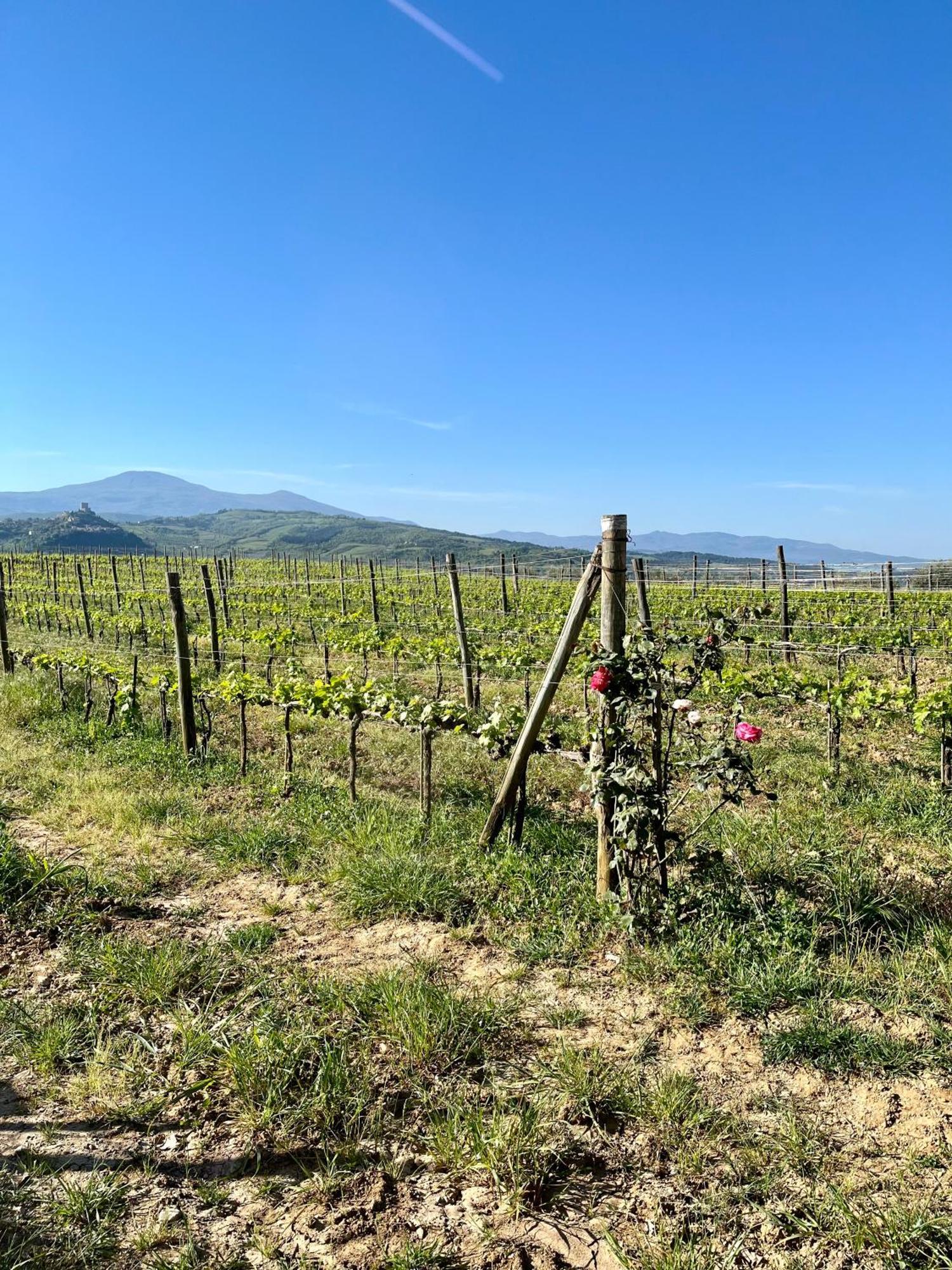 Agriturismo Le Querciole In Val D'Orcia Bagno Vignoni Exteriör bild