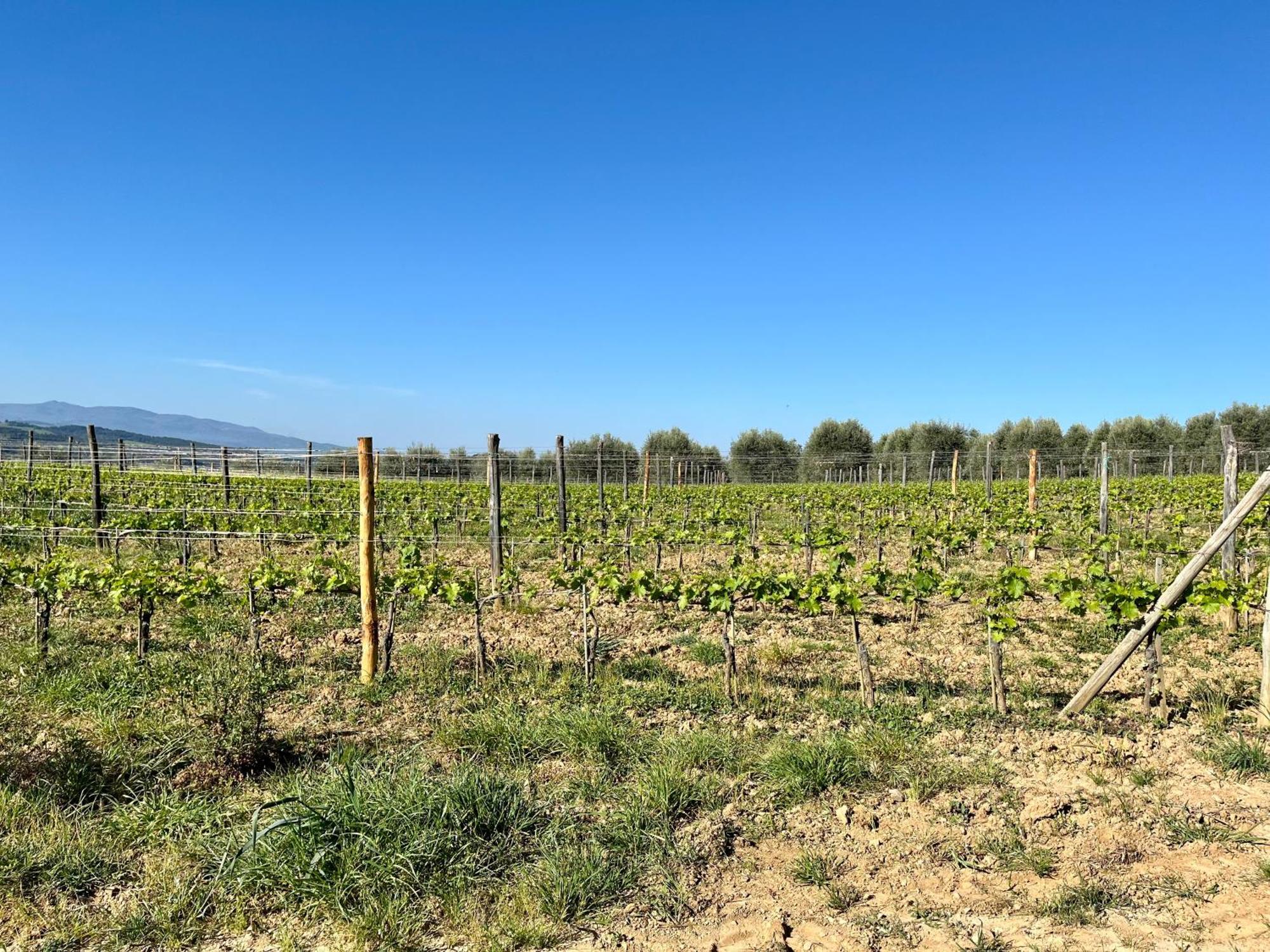 Agriturismo Le Querciole In Val D'Orcia Bagno Vignoni Exteriör bild
